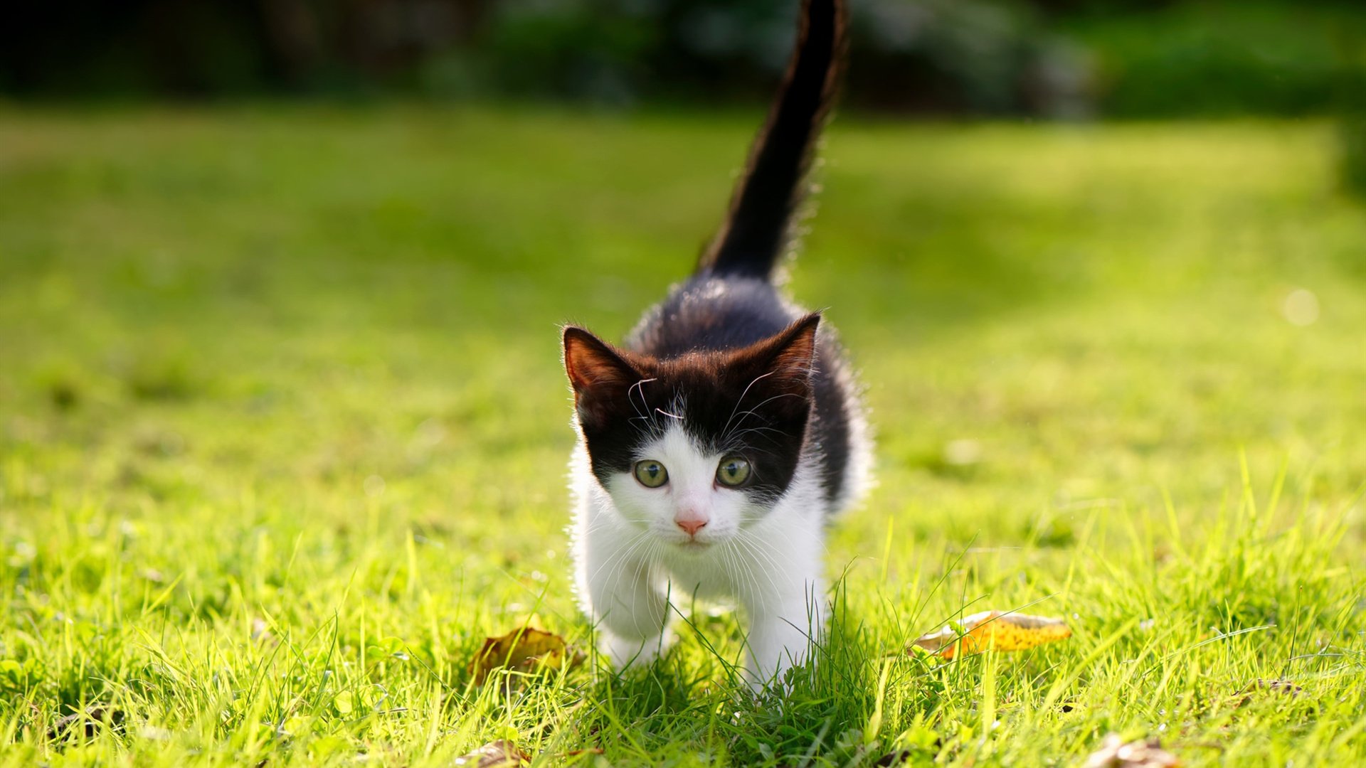 世界沙滩排球骑士战,海滩上的“金牌”角逐,沙滩排球世界第一