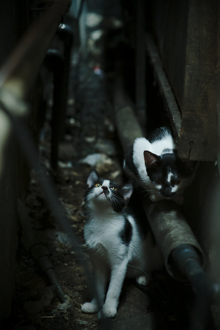 中超主裁执法透明度明显提升,中超主裁判一场多少钱