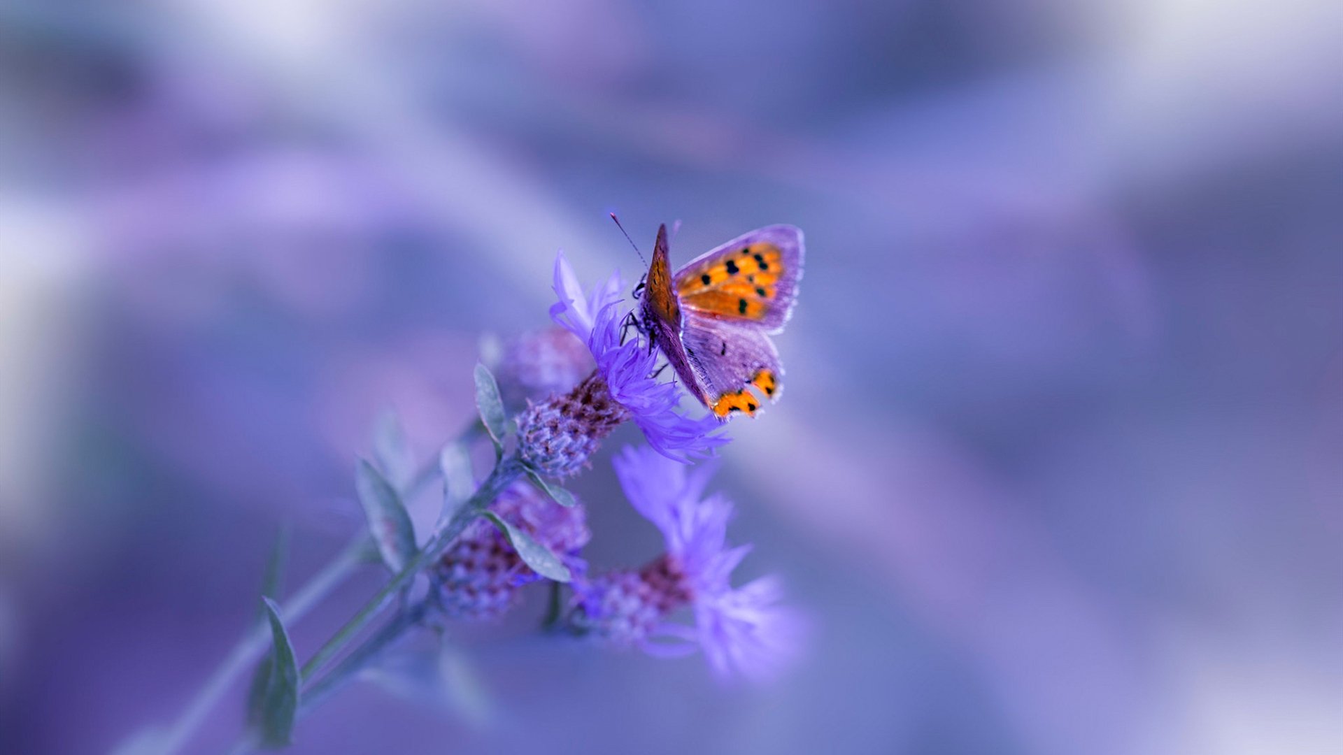 传统民间竞技：拔河比赛热血来袭，正规拔河比赛视频教程