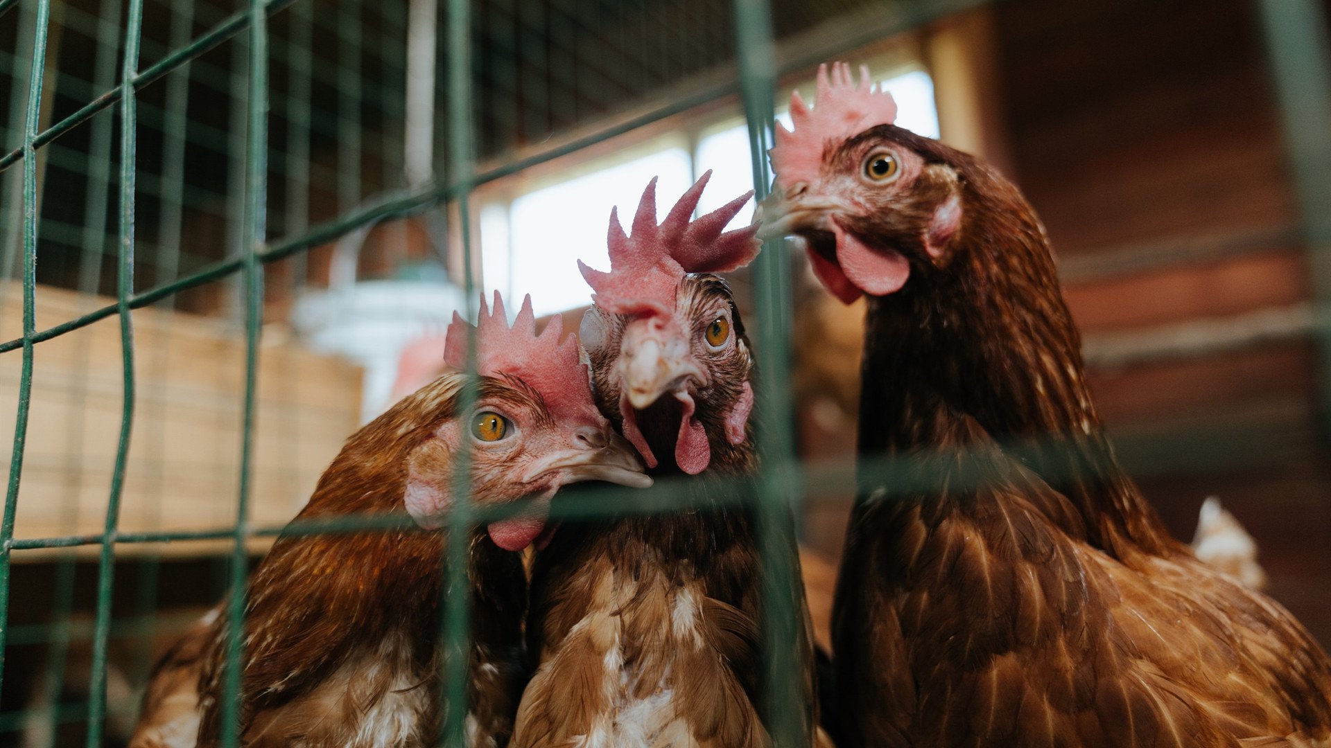关注细节：联盟中最严苛的规则调整解读，联盟的规矩