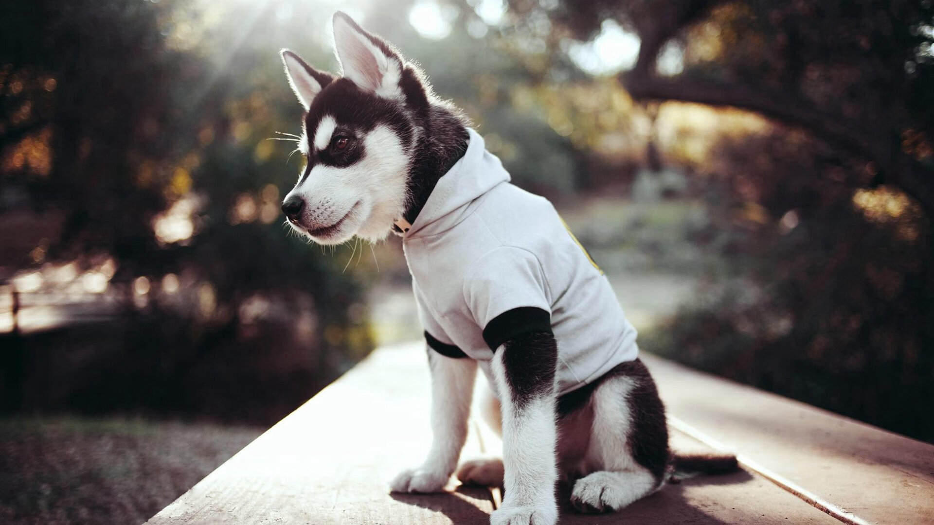 勇士发布“篮球哲学”系列书籍，深入浅出解读战术，篮球哲理